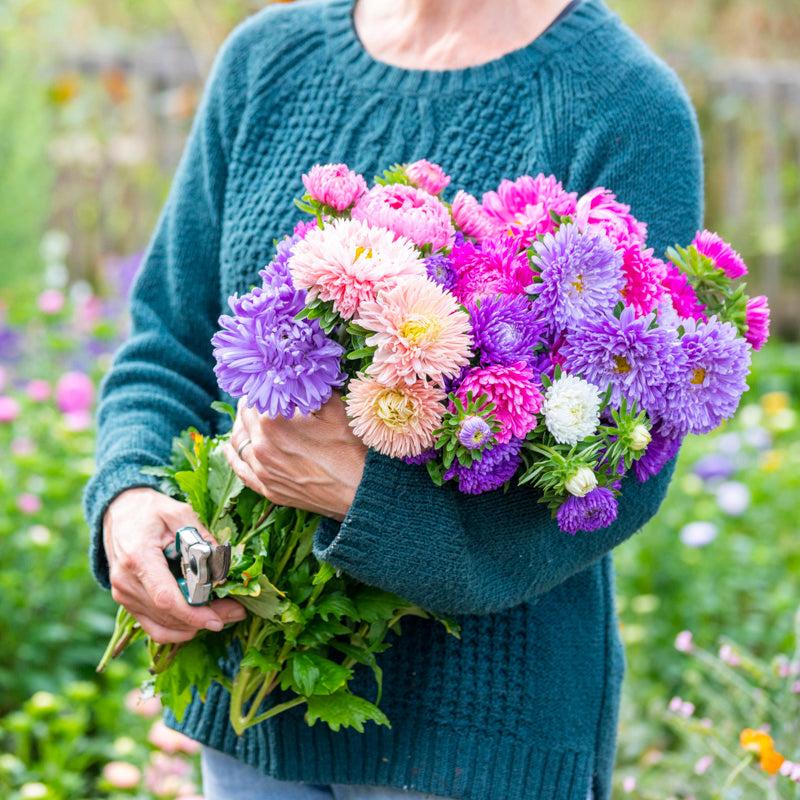 Asters blooming in autumn garden