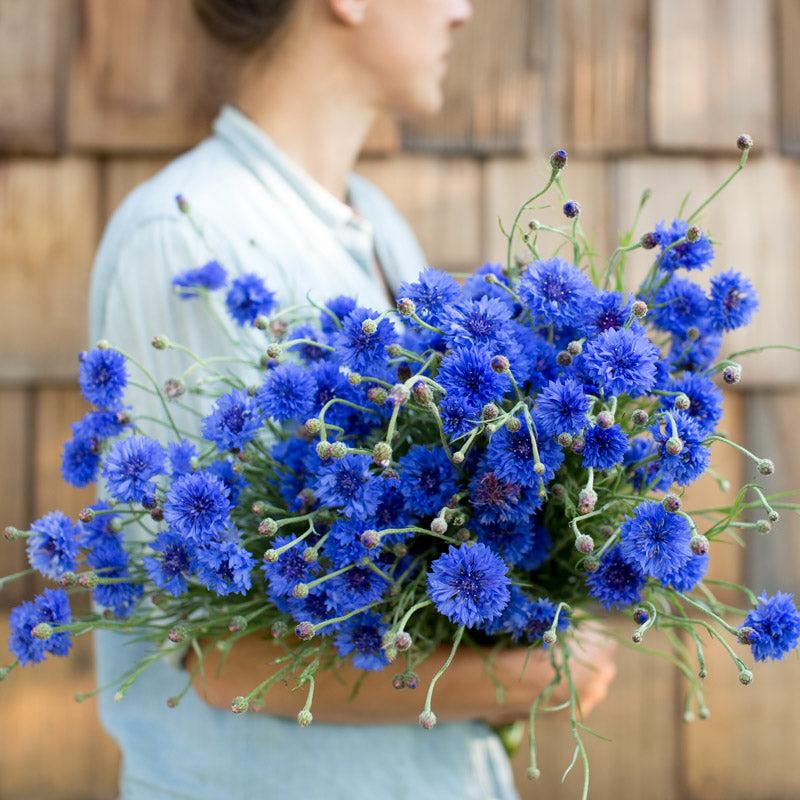 Bachelor buttons blue flowers garden