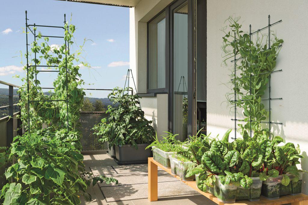 Balcony trellis with climbing vegetables