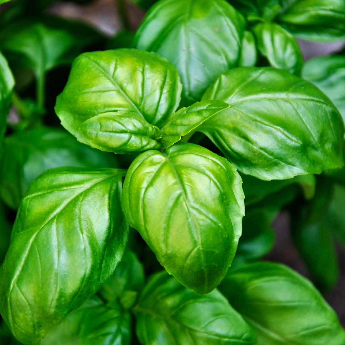 Fresh basil herb plant leaves