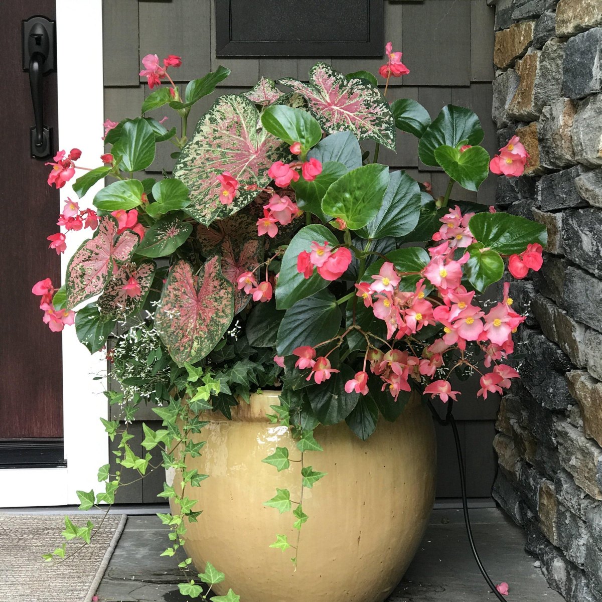 Pink begonias red blooms and patterned caladium leaves in a shaded flower pot