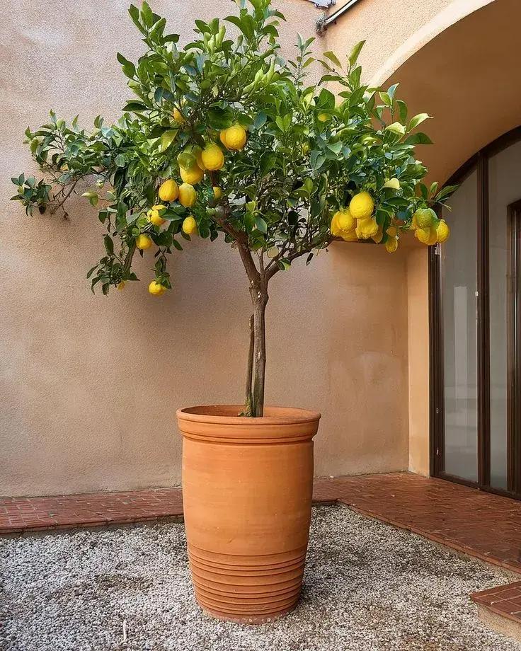 Dwarf lemon tree in large pot