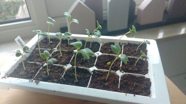 Broccoli seedlings in seed starting trays