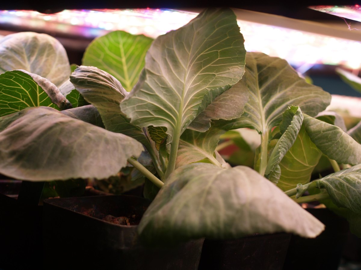 Young cabbage seedlings indoors