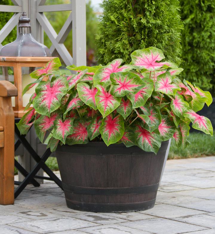 Pink caladium foliage glowing in a shaded garden pot