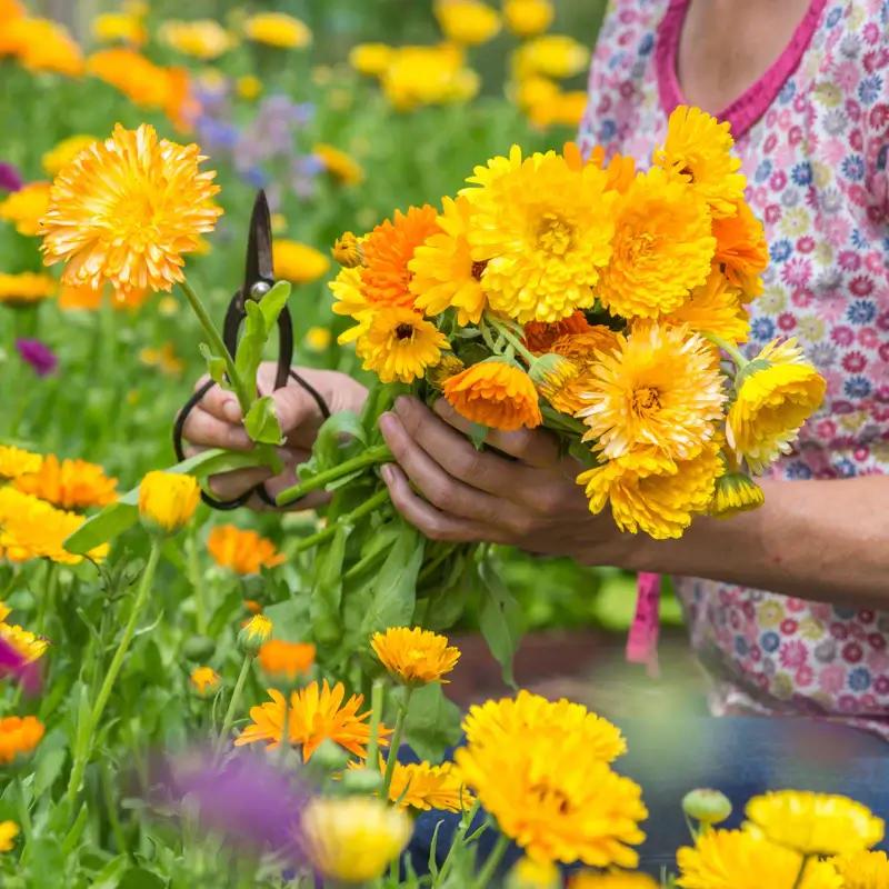 Calendula flowers blooming in garden