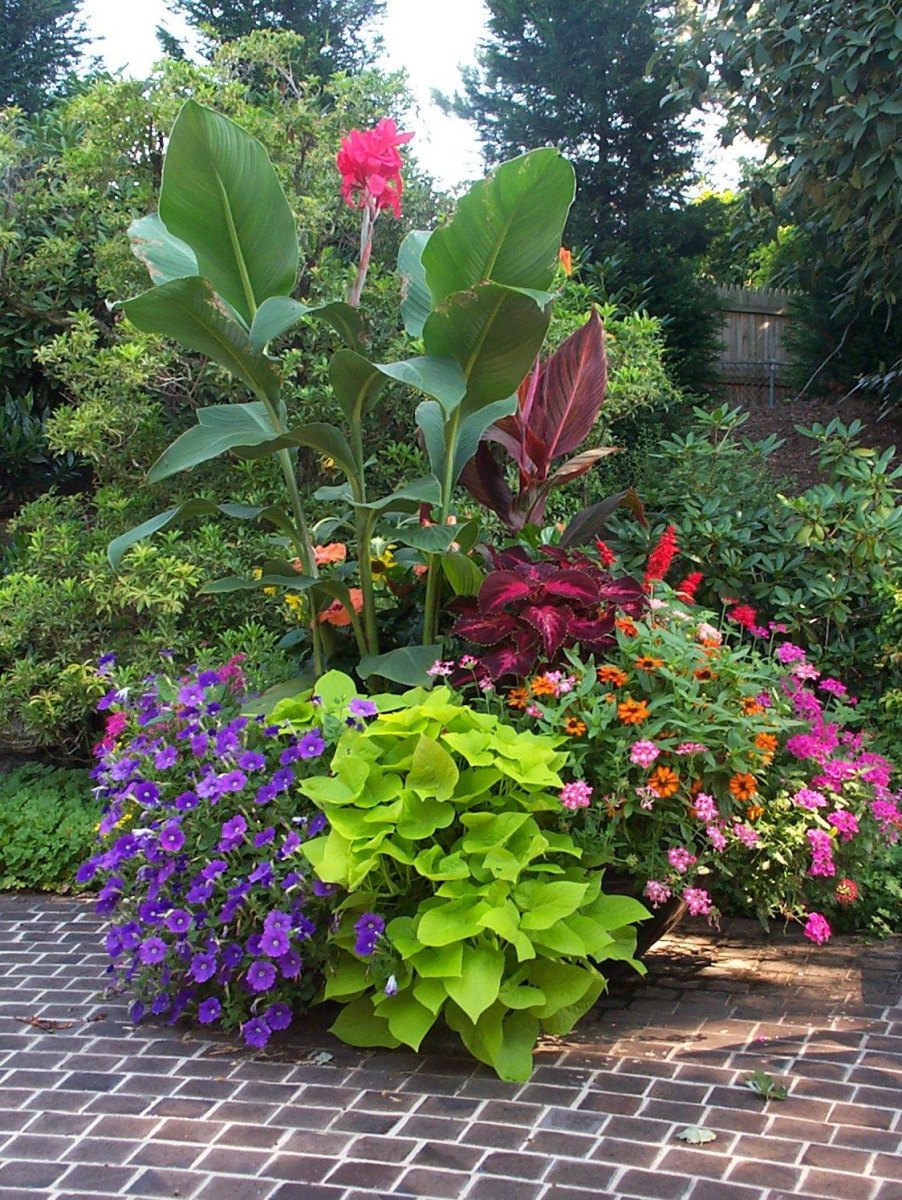 Orange canna blooms colorful coleus leaves and purple torenia in a large planter