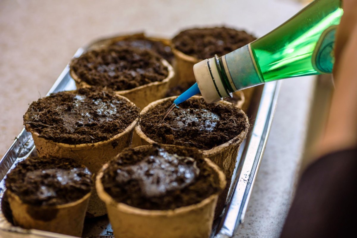 Seedlings growing in newspaper pots