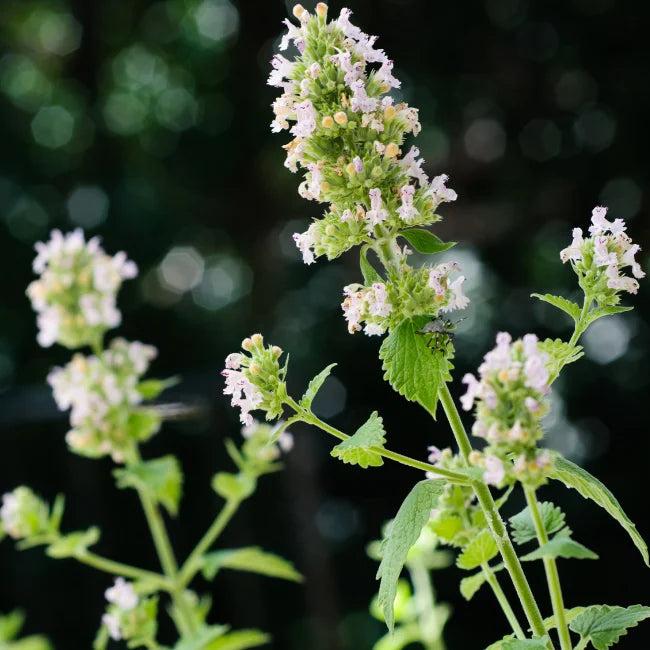 Catnip plant with small flowers