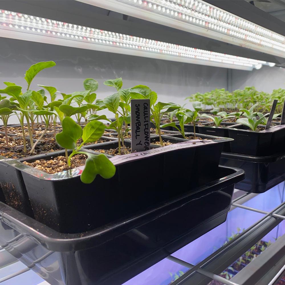 Cauliflower seedlings indoors in trays