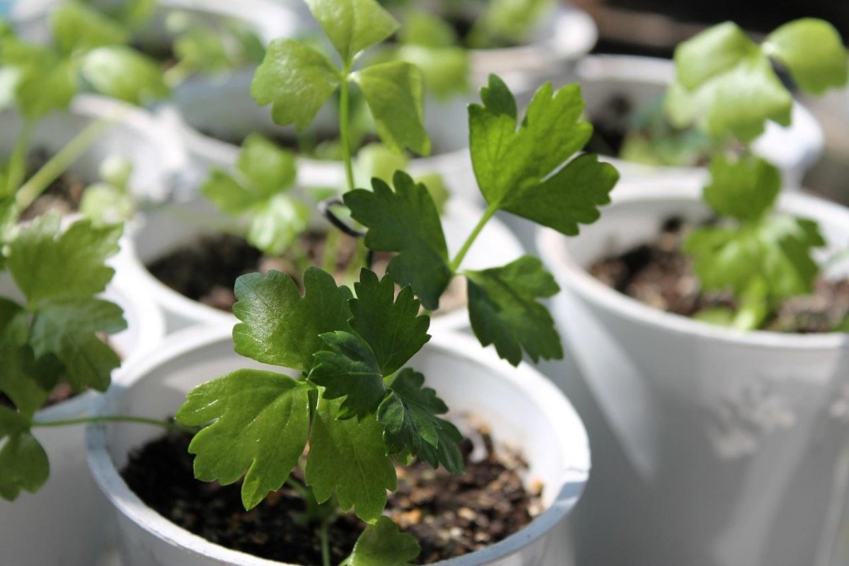 Celery seedlings in small pots
