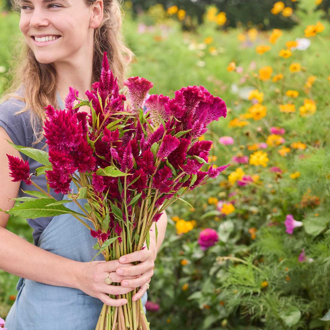 Celosia flowers with textured blooms