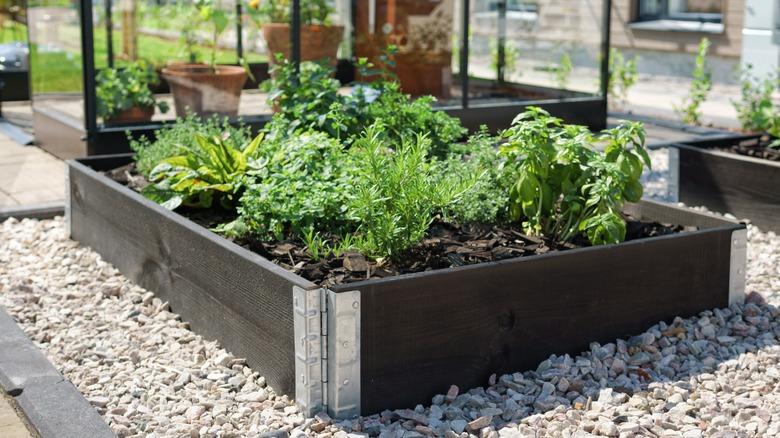 Raised herb planter filled with loose rich soil and a well-drained growing mix