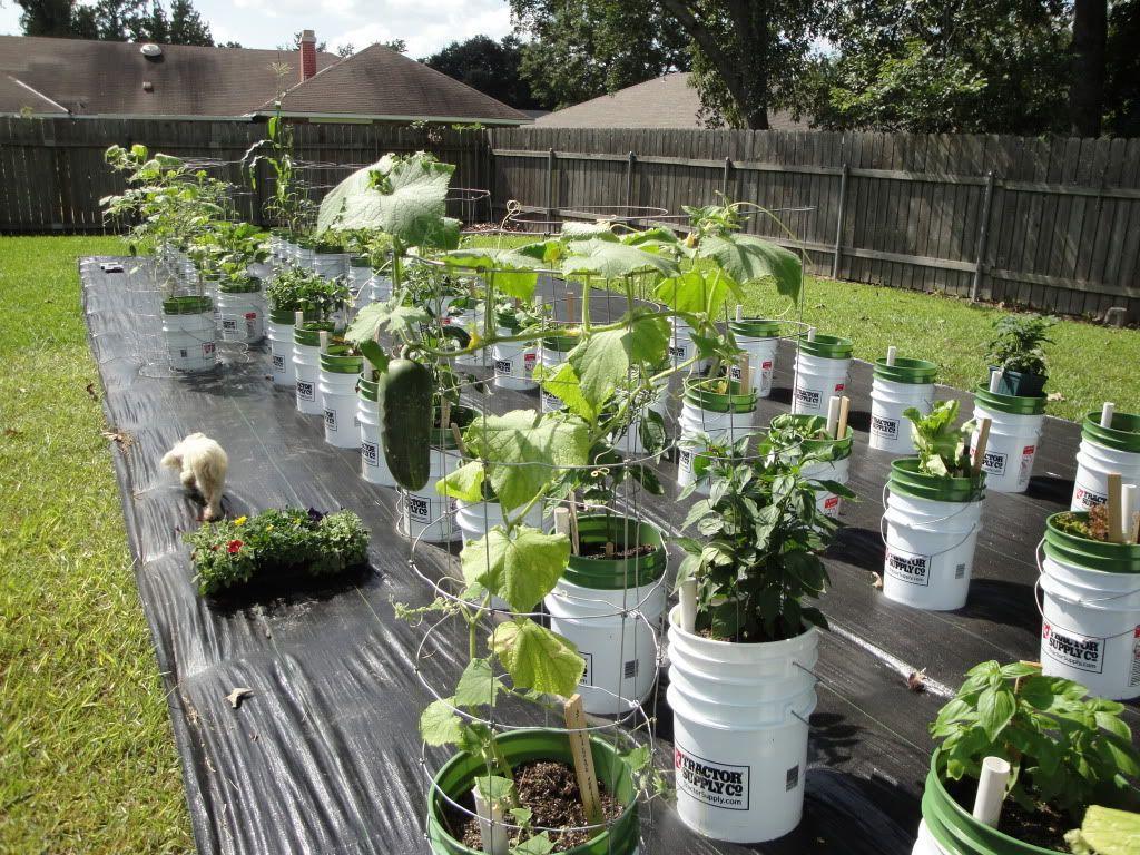 Bucket Vegetable Garden Ideas for Fresh Home Harvests