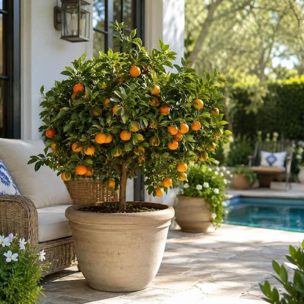 Dwarf Citrus Trees Containers Guide for Small Space Growing