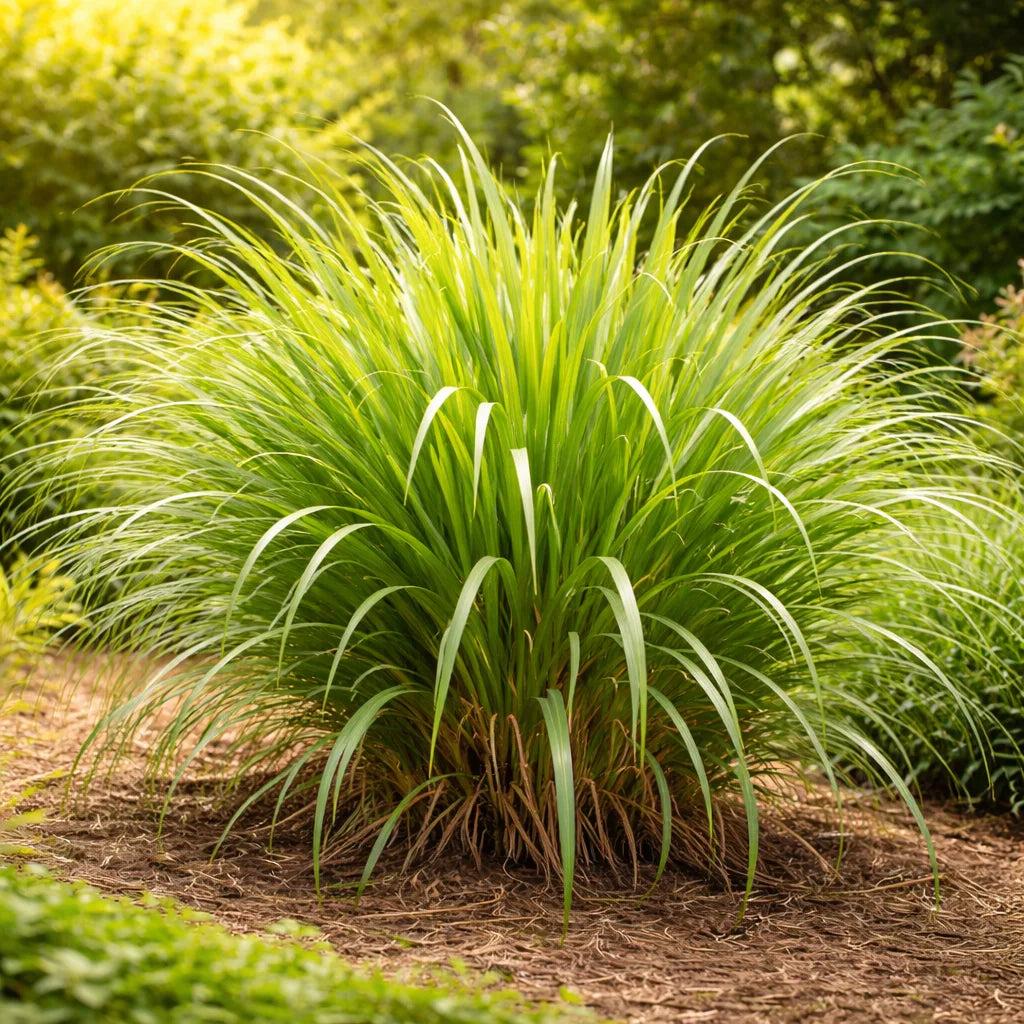 8 Mosquito Repellent Plants That Work Naturally