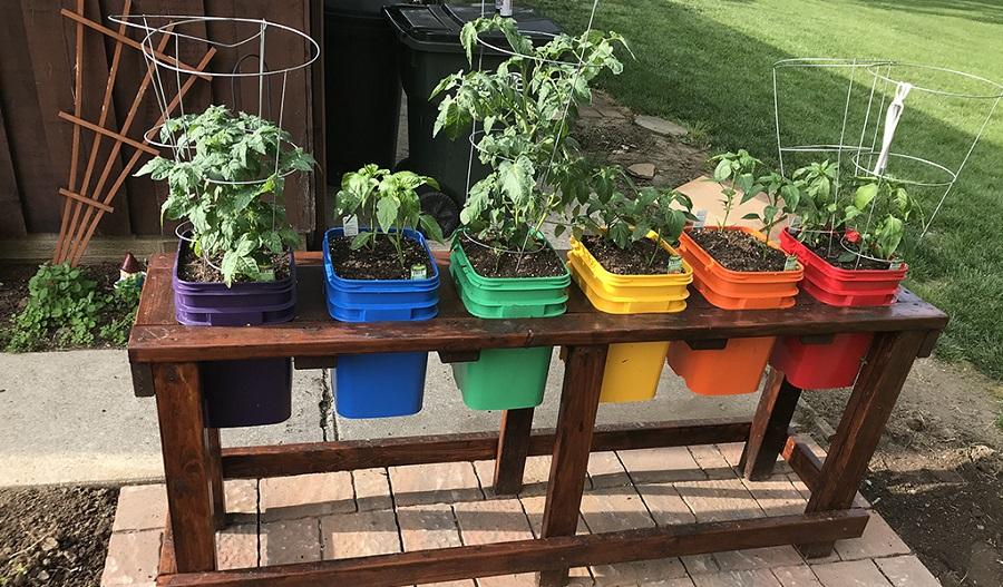 Colorful buckets growing vegetables