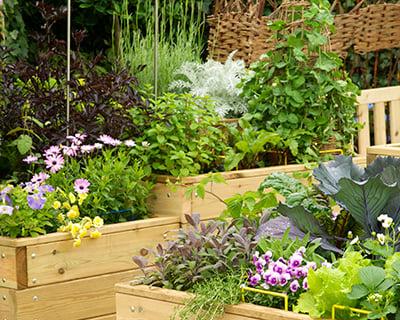 Colorful vegetable flower patio garden