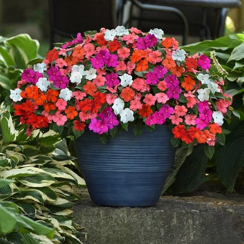 Colorful shade-loving annual flowers in a dark container