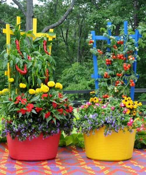 Colorful pots with vegetable plants