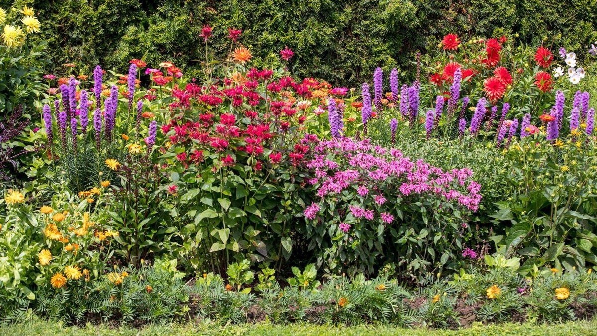Mixed annual and perennial flower border