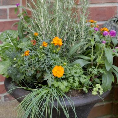 Herbs and flowers in container garden