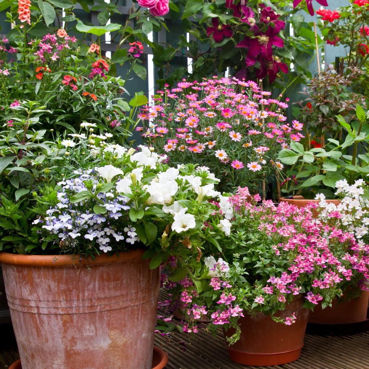 container flower garden arrangement