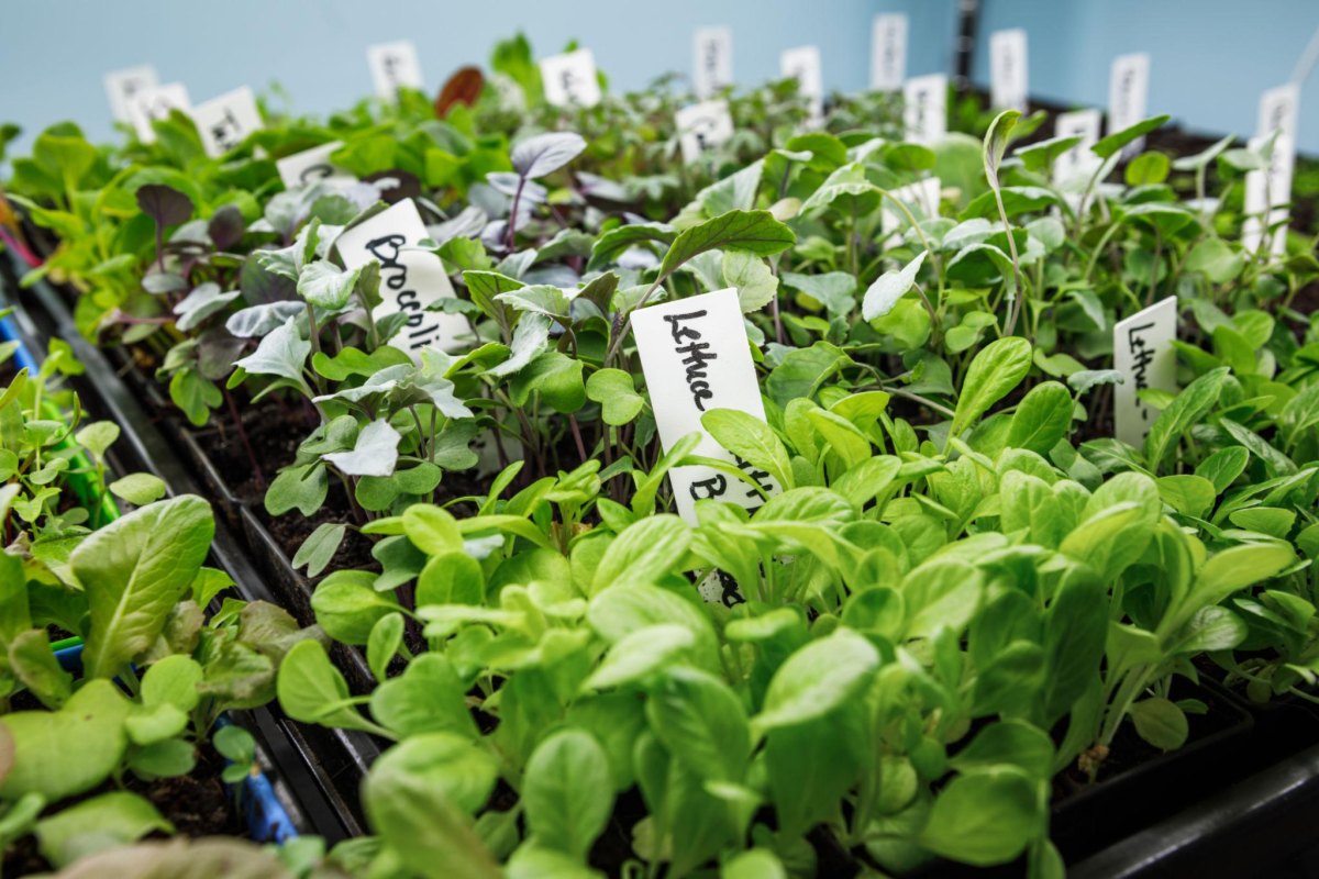cool season vegetable seedlings indoors