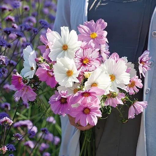 Cosmos flowers cottage bouquet