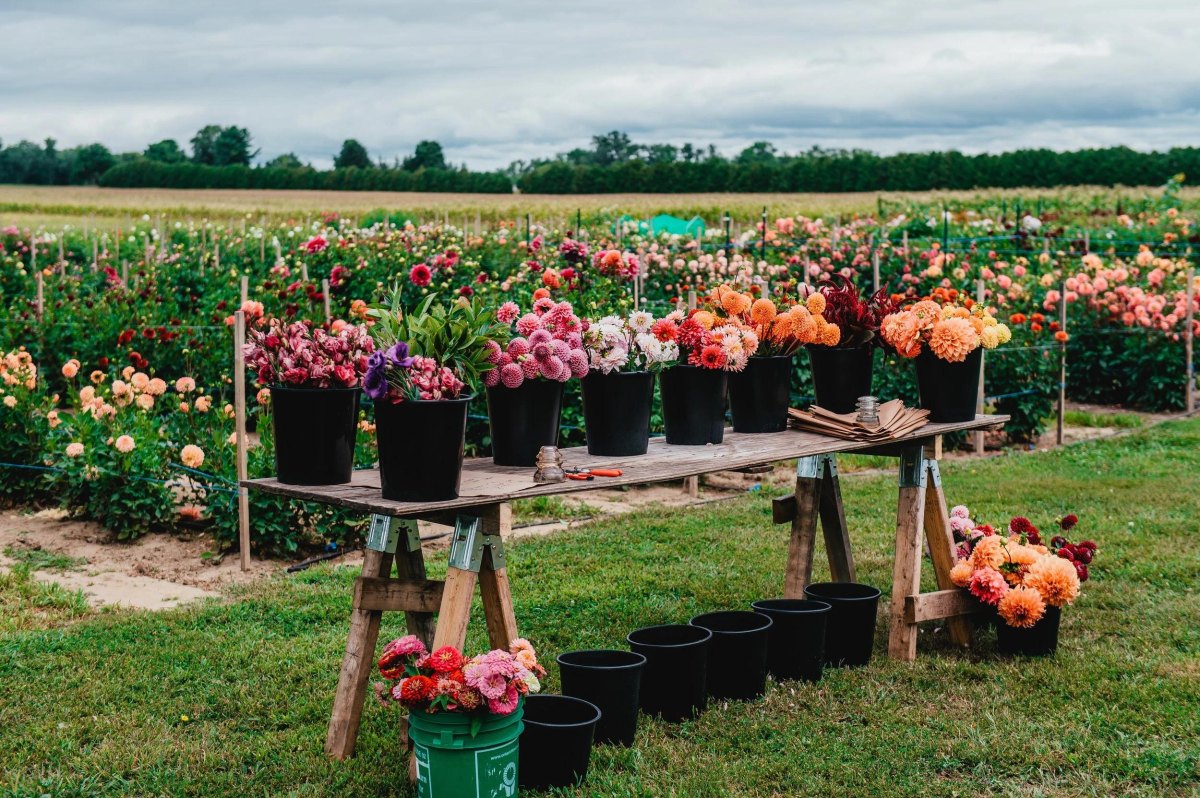 Small flower harvest table setup