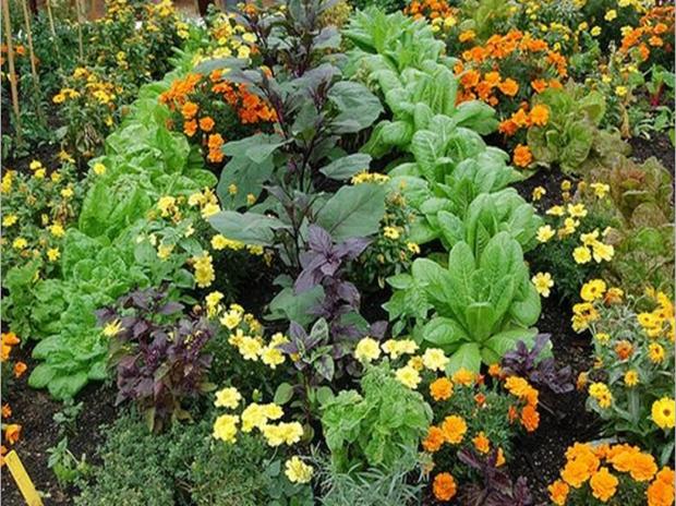 Companion planting for natural pest control