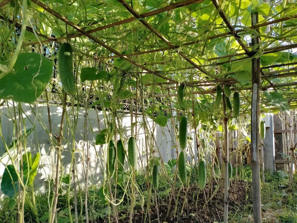 Overhead pergola style cucumber trellis with hanging cucumber vines