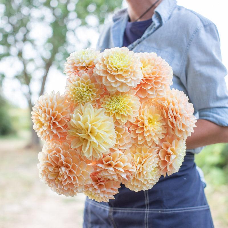 Dahlia blooms in summer bouquet