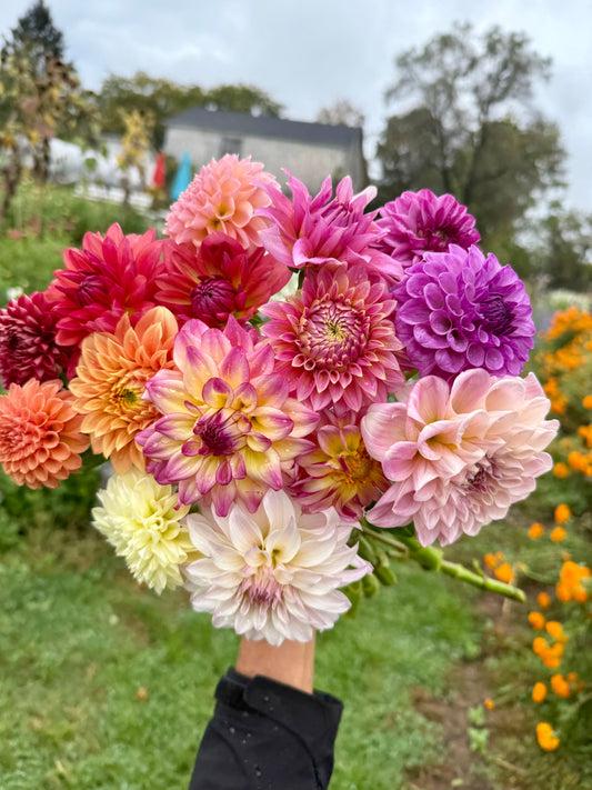 Dahlia blooms for home bouquets