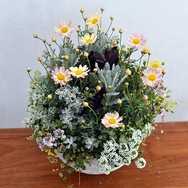 White daisies purple nemesia and silvery dusty miller in a container
