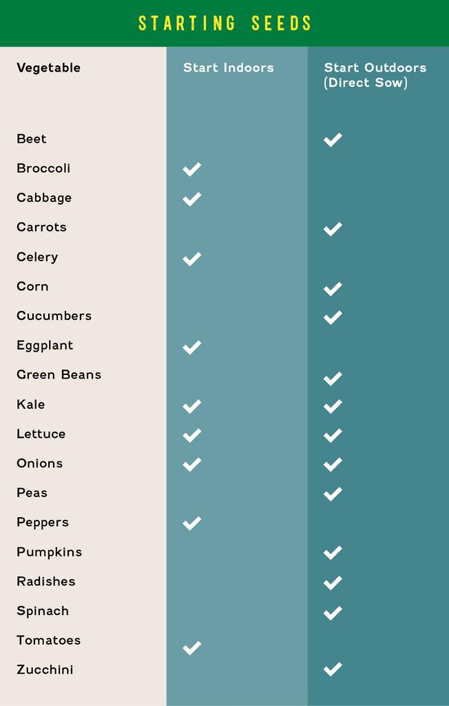 direct sowing versus indoor seeds