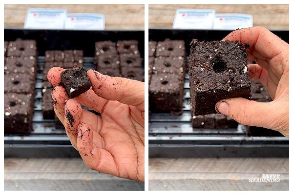 DIY soil blocks with seedlings