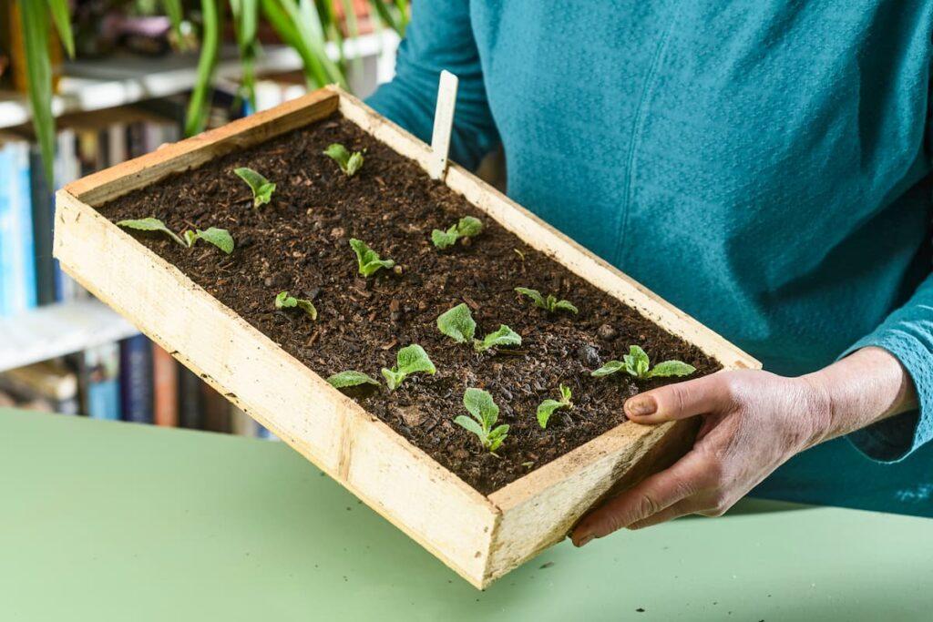 Wooden seed starting trays