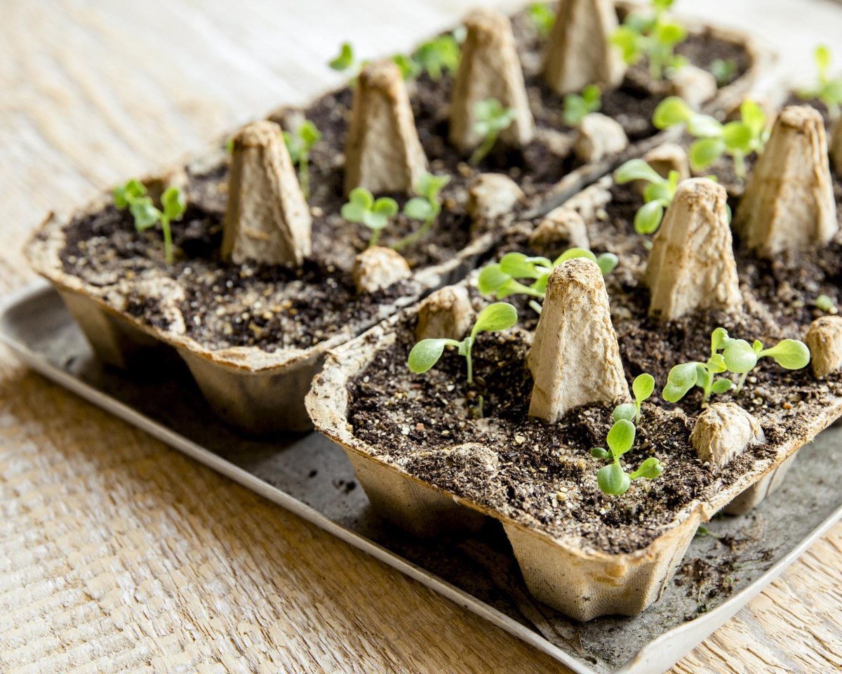 Egg carton used for seed starting