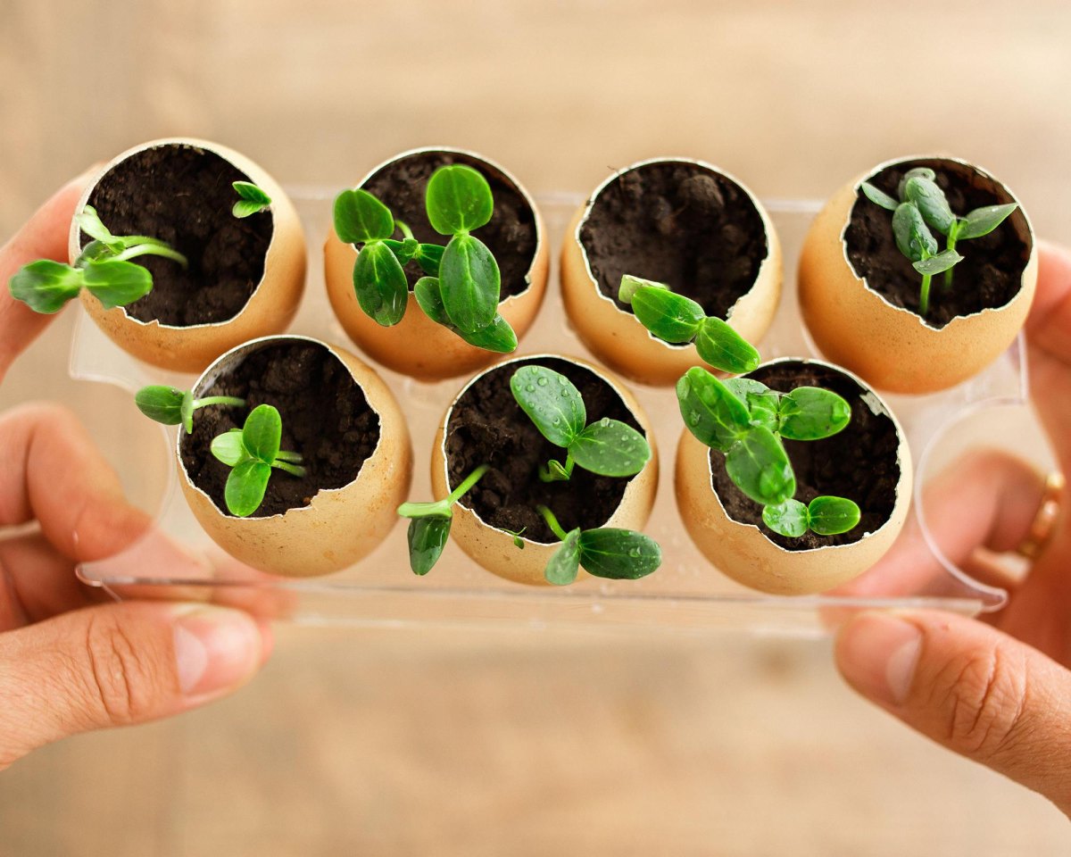 Eggshell pots with seedlings