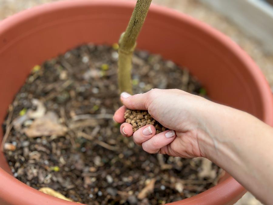 Fertilizing citrus tree container