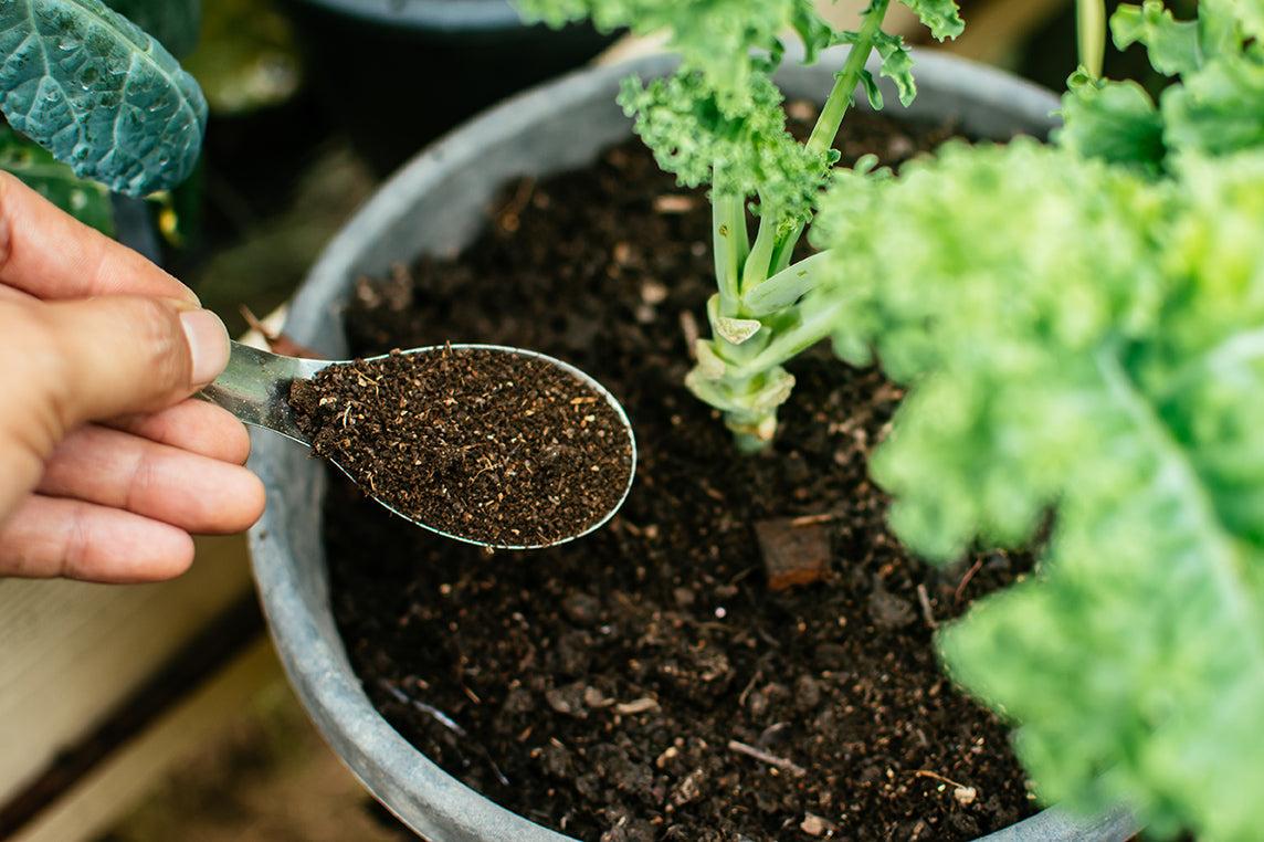 Fertilizer added to bucket plants