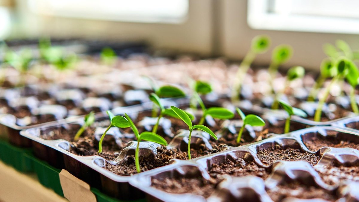flower seedlings in starter trays