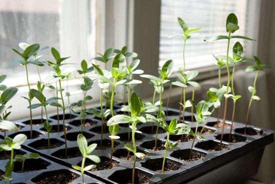 Flower seedlings in indoor trays