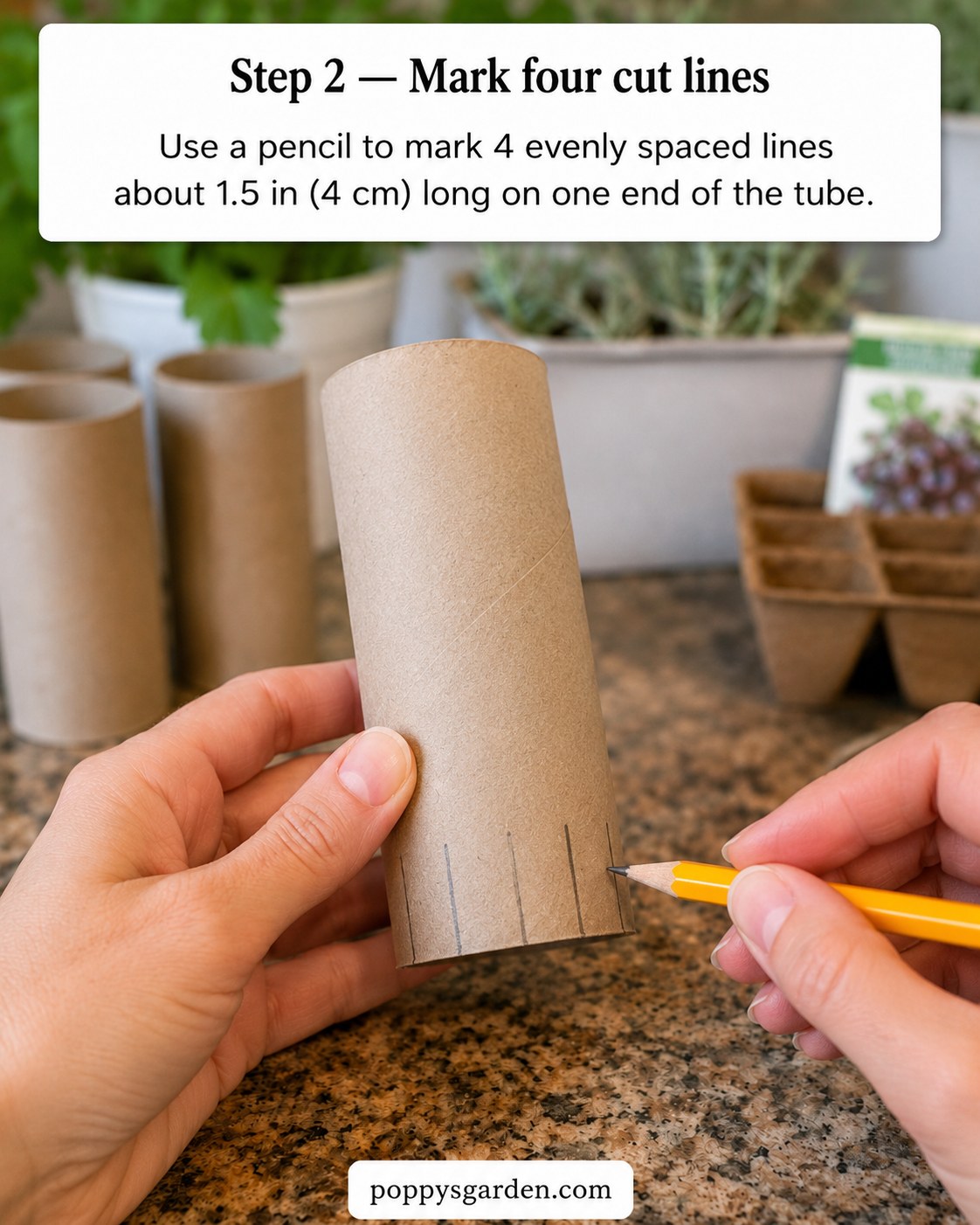 A pencil marking four evenly spaced lines on one end of a toilet paper roll seed starter pot before cutting.
