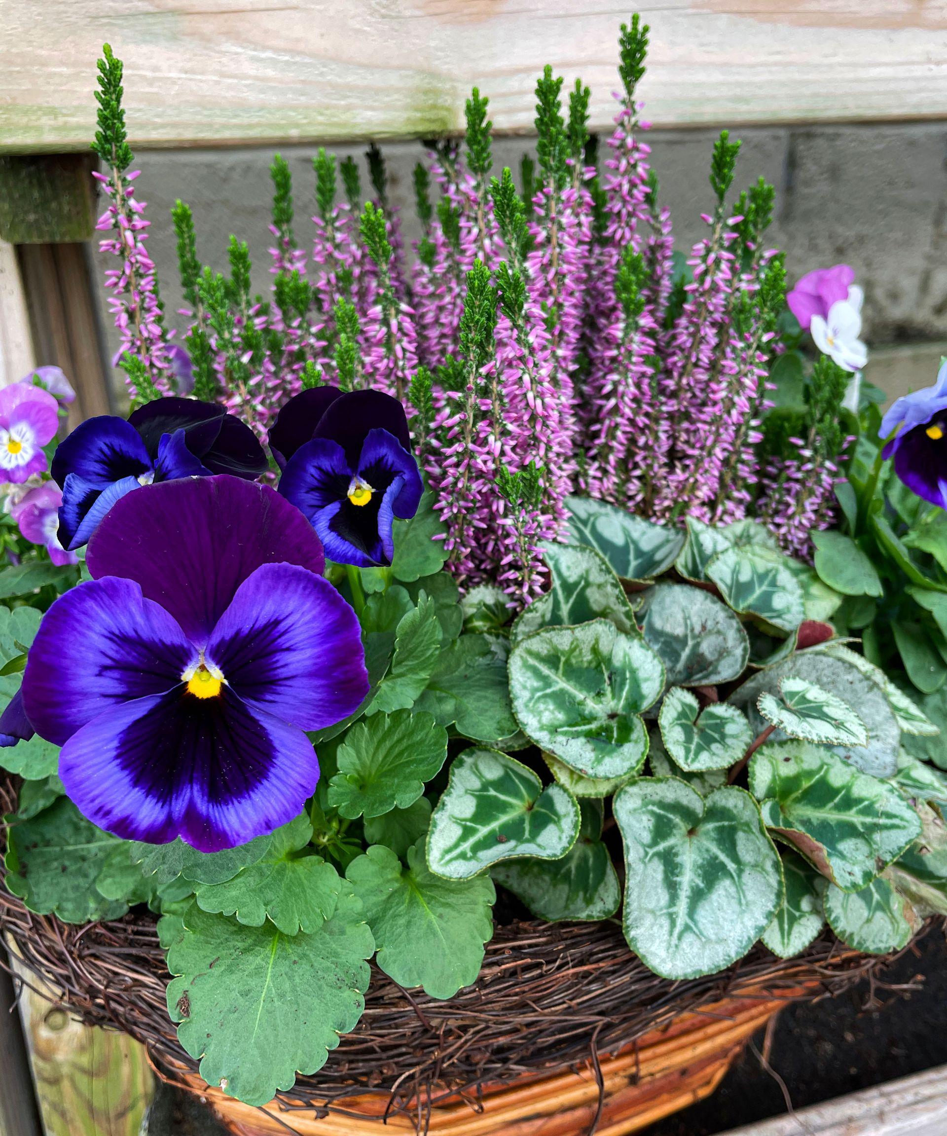 Frost resistant winter flower planter