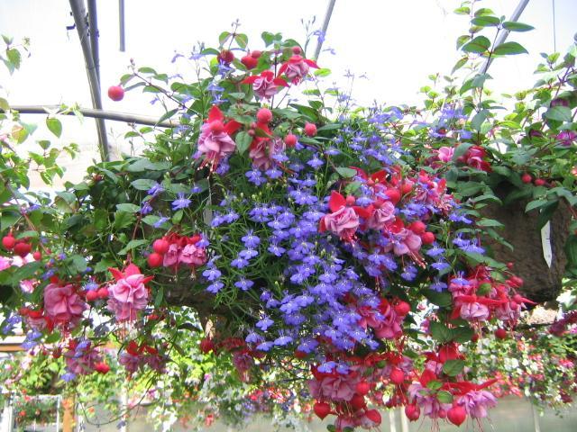 Pink fuchsia flowers blue lobelia and trailing ivy in a hanging basket