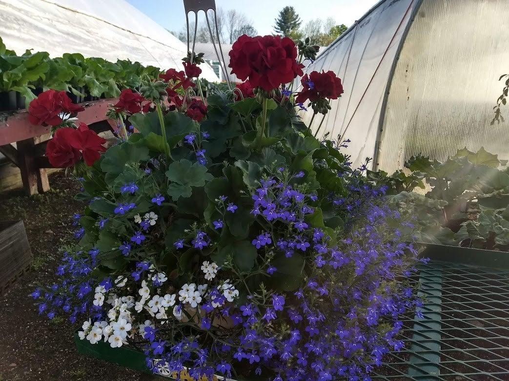 Red geraniums blue lobelia and white bacopa in a terracotta pot