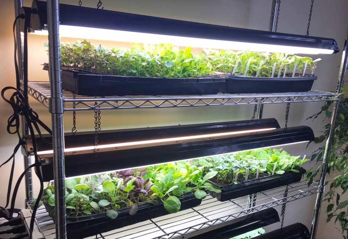 LED lights above seed trays