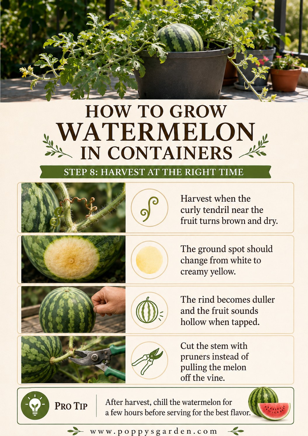 A ripe watermelon harvested with pruners, showing the creamy yellow ground spot that signals readiness.